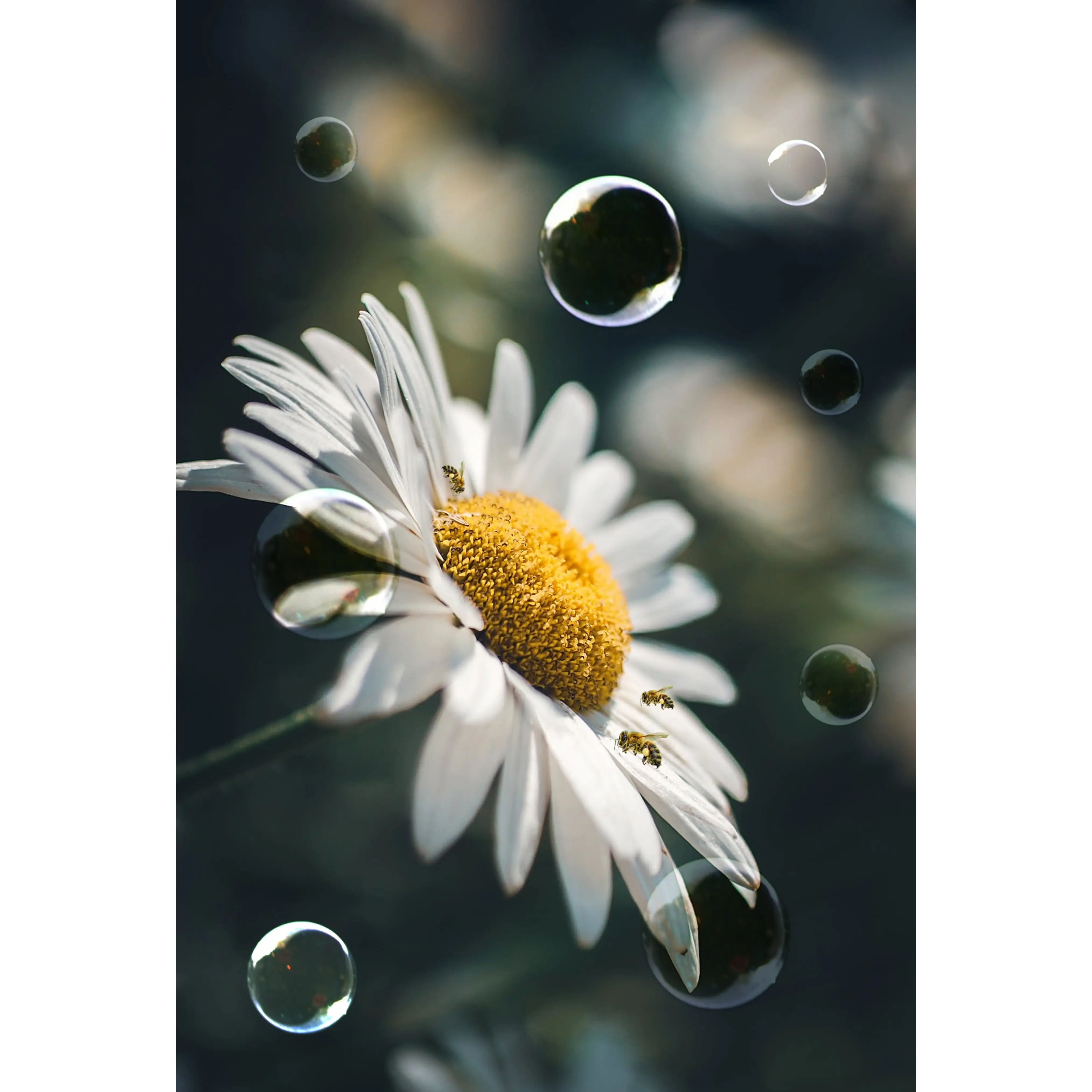 Daisy 1