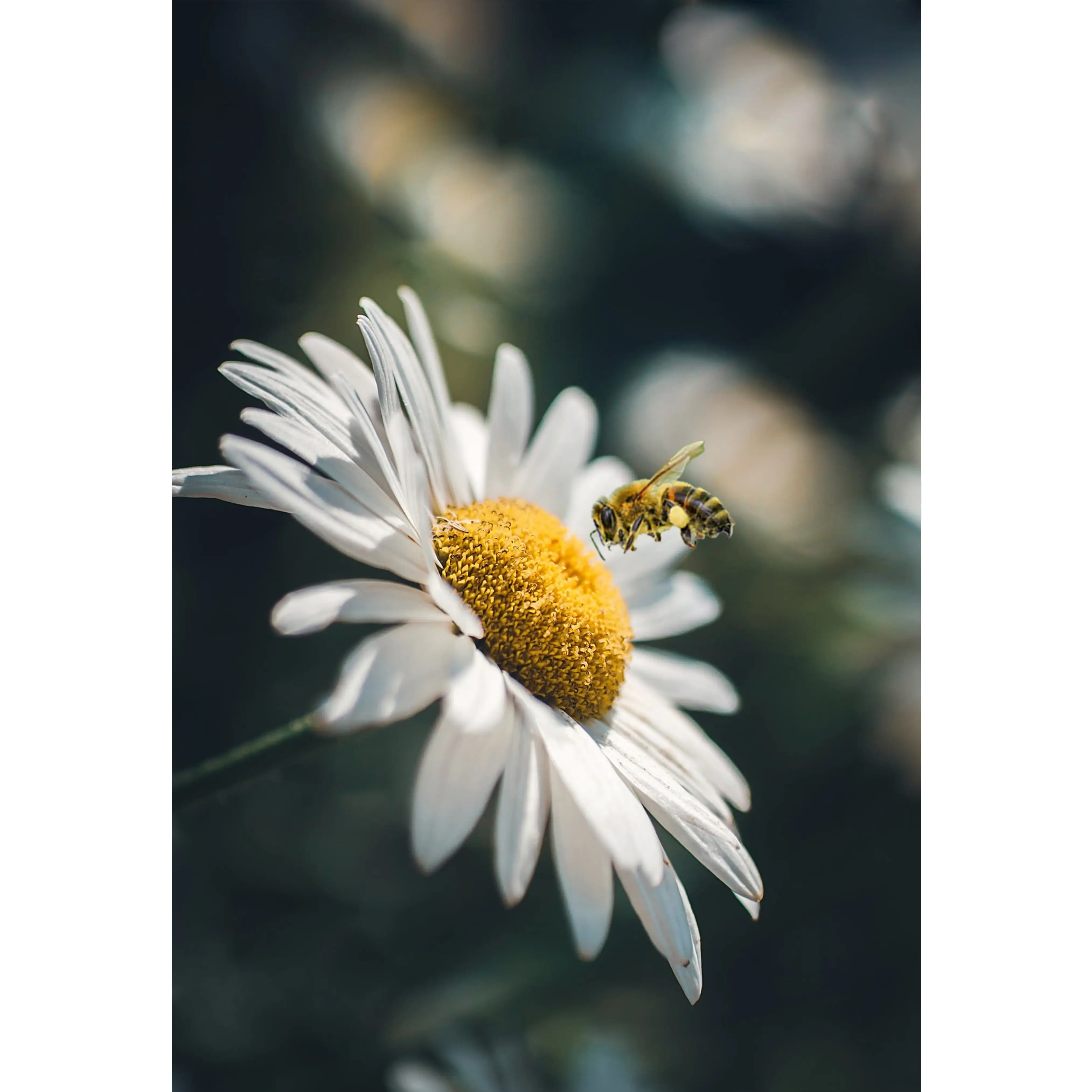 Daisy 2