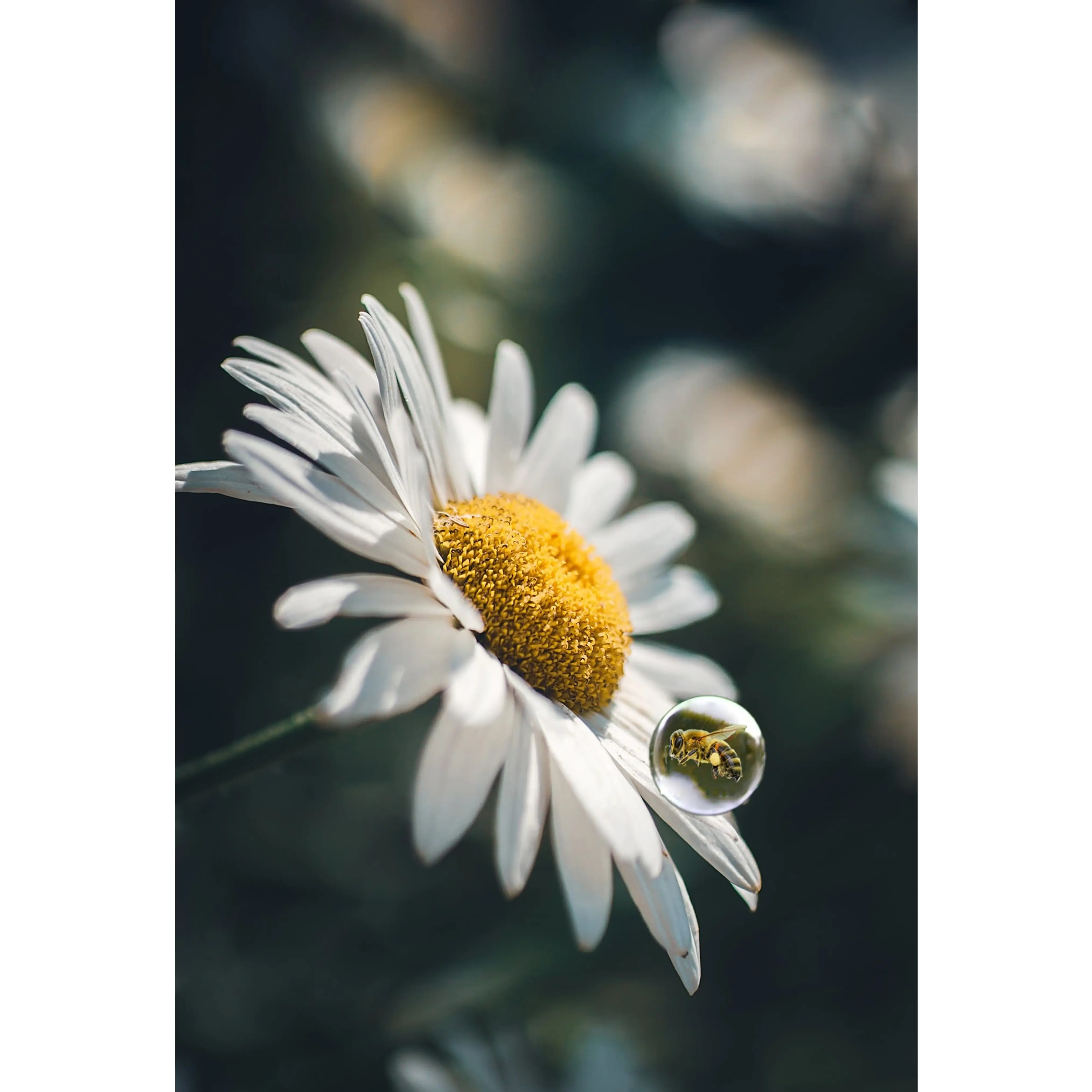 Daisy 3